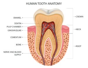 tooth anatomy